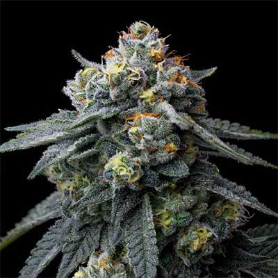 Jealousy > Barney\'s Farm | Feminized Marijuana   |  Hybrid