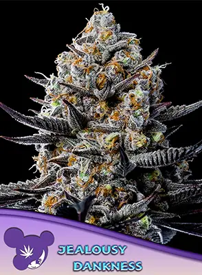 Jealousy Darkness > Anesia Seeds | Feminized Marijuana   |  Hybrid