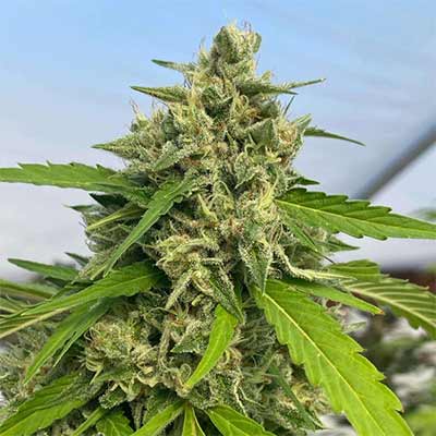 Judge Dread > Karma Genetics | Semillas feminizadas  |  Híbrido