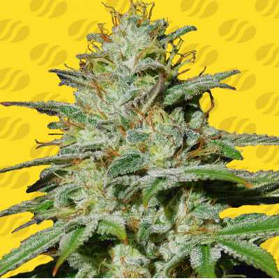 Jungle Lava Auto > Original Sensible Seeds | Autoflowering Hanfsamen  |  Indica