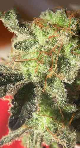 Kikiriki > French Touch Seeds | Graines Normal  |  Sativa