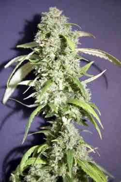 Kikiriki > French Touch Seeds | Graines Normal  |  Sativa