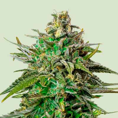 Larry OG > Royal Queen Seeds | Feminisierte Hanfsamen  |  Hybrid