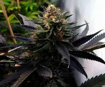 Lavender > Soma Seeds | Feminisierte Hanfsamen  |  Indica