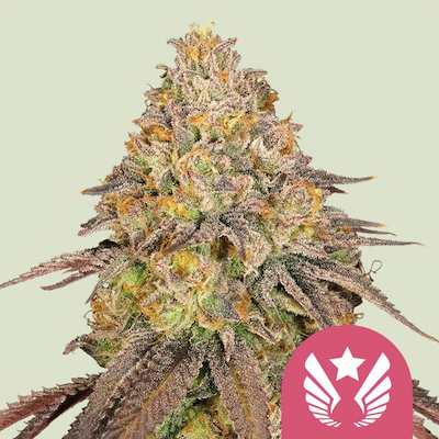 Legendary OG Kush > Royal Queen Seeds | Semillas feminizadas  |  Índica