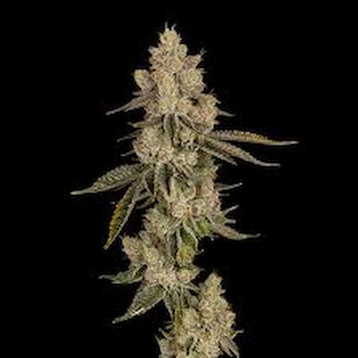 Lemon Bean Fast > Advanced Seeds | Semillas feminizadas  |  Híbrido