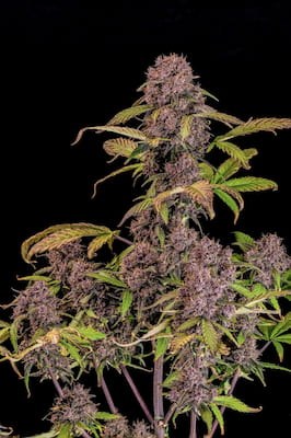 Lemon Cherry Cookies Auto > Fast Buds Company | Semillas autoflorecientes  |  Índica