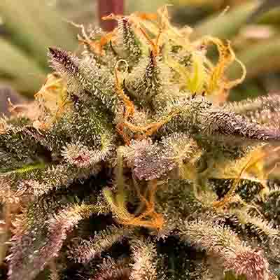 Lemon Cherry Pop > Cookies Seedbank | Feminized Marijuana   |  Hybrid