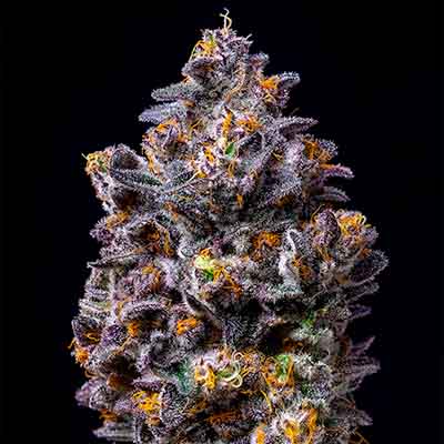 Lemon Cherry Pop > Cookies Seedbank | Feminized Marijuana   |  Hybrid