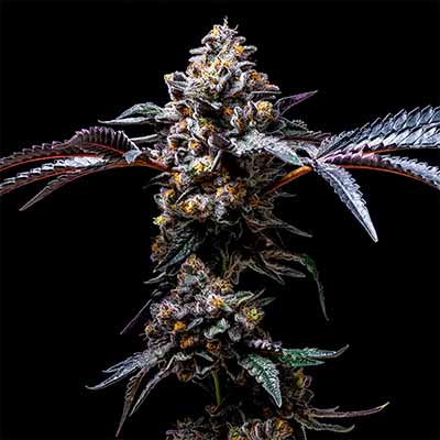 Lemon Cherry Pop > Cookies Seedbank | Feminized Marijuana   |  Hybrid