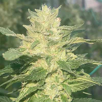 Lemon Cherry Pop > Cookies Seedbank | Feminisierte Hanfsamen  |  Hybrid