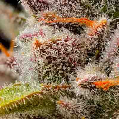 Lemon Cherry Sherb > Cookies Seedbank | Feminized Marijuana   |  Hybrid