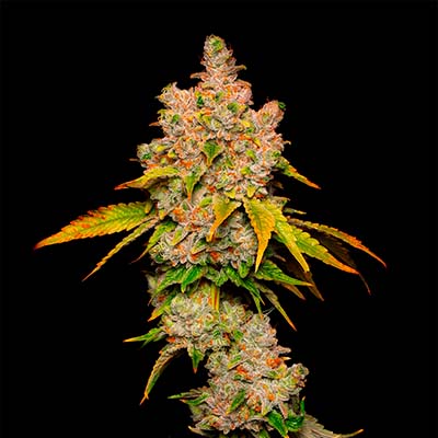 Lemon Cherry Sherb > Cookies Seedbank | Feminized Marijuana   |  Hybrid