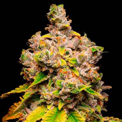 Lemon Cherry Sherb > Cookies Seedbank | Feminized Marijuana   |  Hybrid