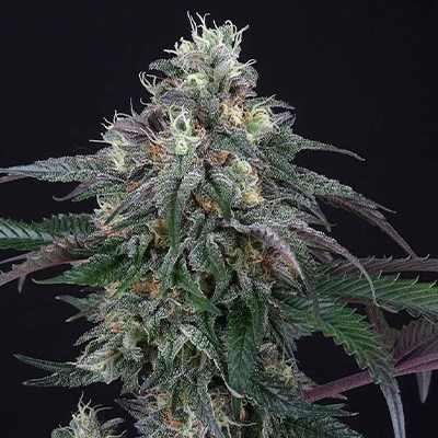 Lemon Curd > Perfect Tree | Feminized Marijuana   |  Hybrid