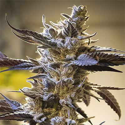 Lemon Ghost Train > Rare Darkness | Feminized Marijuana   |  Sativa