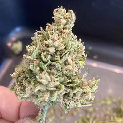 Lemon Haze Auto > The Bulldog Seeds | Autoflowering Cannabis   |  Sativa