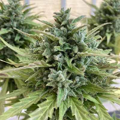 Lemon Haze Auto > The Bulldog Seeds | Autoflowering Cannabis   |  Sativa