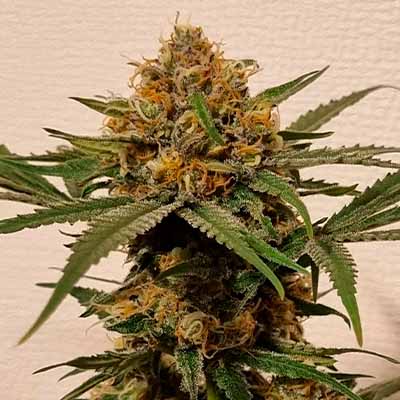 Lemon King > Eva Female Seeds | Feminized Marijuana   |  Sativa