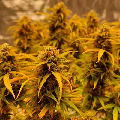 Lemon King > Eva Female Seeds | Feminized Marijuana   |  Sativa