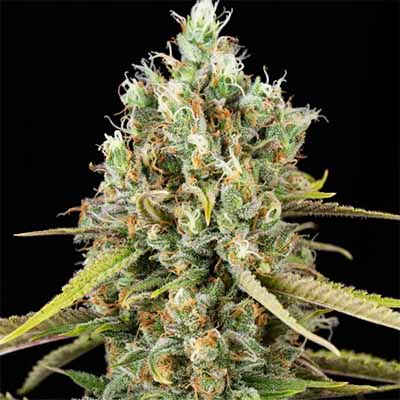 Lemon King > Eva Female Seeds | Feminized Marijuana   |  Sativa