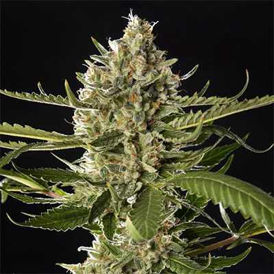 Lemon OG Candy Auto > Philosopher Seeds | Autoflowering Hanfsamen  |  Sativa