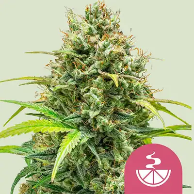 Lemon Skunk > Royal Queen Seeds | Feminized Marijuana   |  Hybrid