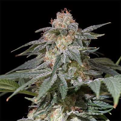 Lemon Tree Fast > Silent Seeds | Feminized Marijuana   |  Hybrid