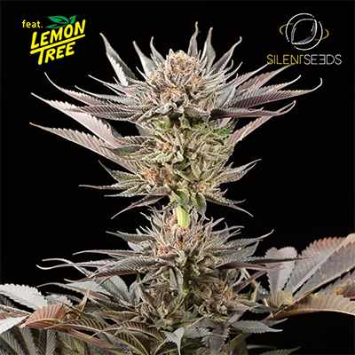 Lemon Tree 2.0 > Silent Seeds | Feminized Marijuana   |  Hybrid