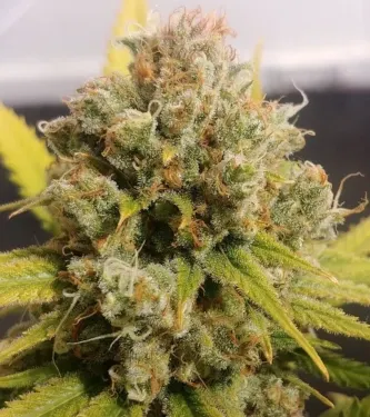 Lemon Z > Dutch Passion | Feminisierte Hanfsamen  |  Hybrid