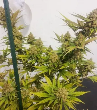 Lemon Z > Dutch Passion | Feminisierte Hanfsamen  |  Hybrid