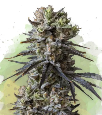 Lithium OG Kush Autoflower > Nirvana | Autoflowering Hanfsamen  |  Hybrid