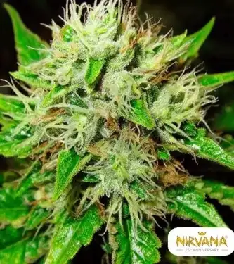 Lithium OG Kush Autoflower > Nirvana | Semillas autoflorecientes  |  Híbrido