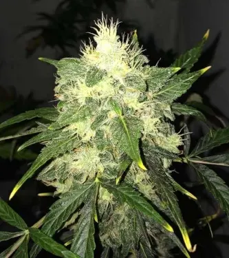 Lithium OG Kush Autoflower > Nirvana | Autoflowering Cannabis   |  Hybrid