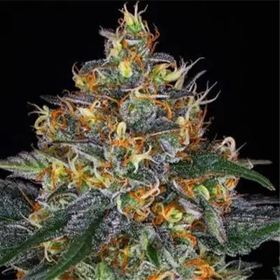 London Cream Cake Auto > G13 Labs | Autoflowering Cannabis   |  Indica