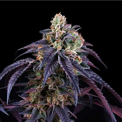 Loukoum > Perfect Tree | Feminized Marijuana   |  Indica