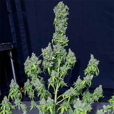 Magic Tree Auto > Eva Female Seeds | Autoflowering Cannabis   |  Hybrid