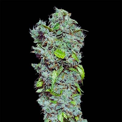 Magic Tree Auto > Eva Female Seeds | Autoflowering Cannabis   |  Hybrid