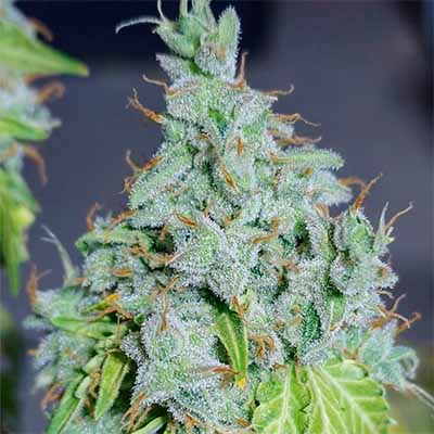 Magic Tree Auto > Eva Female Seeds | Autoflowering Cannabis   |  Hybrid