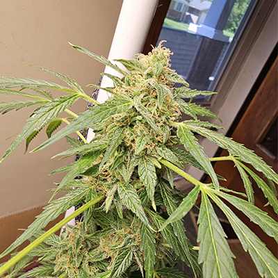 Mai Tai Auto > Philosopher Seeds | Autoflowering Cannabis   |  Hybrid