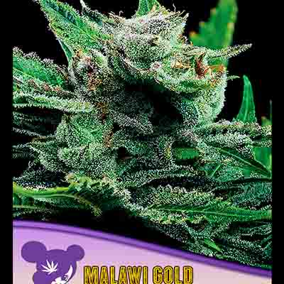 Malawi Gold > Anesia Seeds | Graines Féminisées  |  Sativa