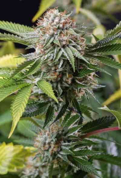 Mango Sapphire > Humboldt Seed Organization | Feminized Marijuana   |  Indica