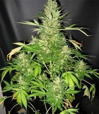 Master Kush Automatic > White Label Seeds | Graines Autofloraison  |  Indica