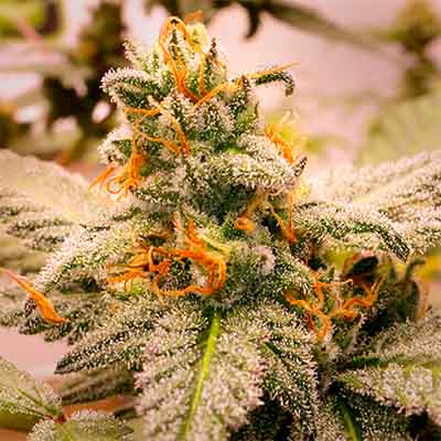 Megasonic > Elev8 Seeds | Feminized Marijuana   |  Hybrid