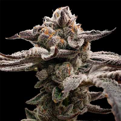 Megasonic > Elev8 Seeds | Feminized Marijuana   |  Hybrid