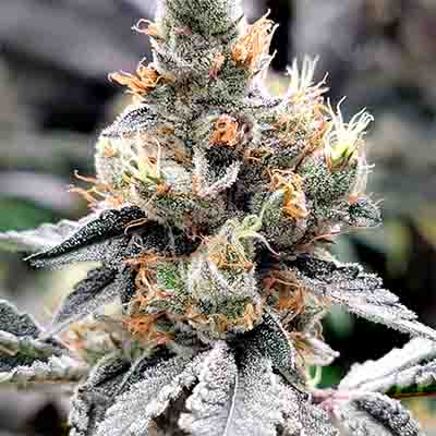 Megasonic > Elev8 Seeds | Feminized Marijuana   |  Hybrid