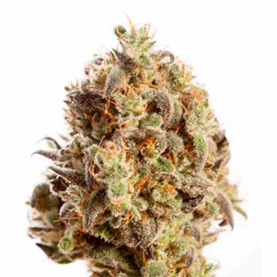 Megasonic > Elev8 Seeds | Feminized Marijuana   |  Hybrid