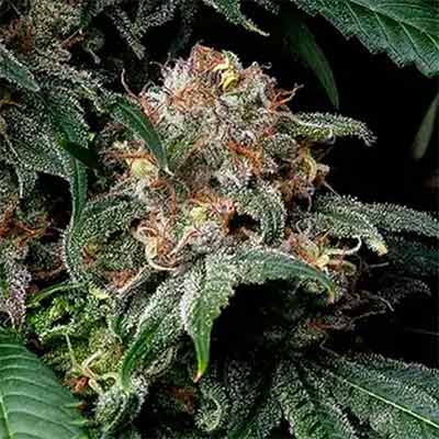 Mendo Breath > Barney’s Farm | Feminized Marijuana   |  Indica