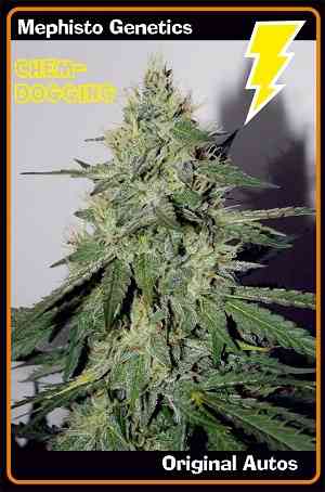 Chemdogging > Mephisto Genetics | Semillas de marihuana autoflorecientes  |  Sativa