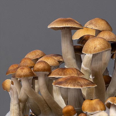 Mexican Mazapatec > Magic Mushrooms | Magic Mushrooms / Psilocybin mushroom